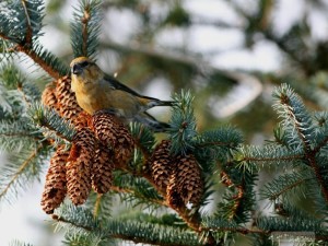 Norway Spruce Picea abies 2